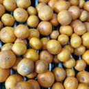 그레이스이인 이미지