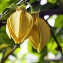 일랑일랑 이미지