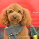 토미펫샵 이미지