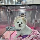 금빛동물수술센터 이미지