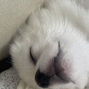 천풍동물병원 | 반려동물 귀세정제 '오티프리' 체험 후기