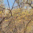 산수유축제장 이미지