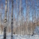 자작나무숲 가는 길 이미지