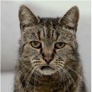 고양이눈 이미지