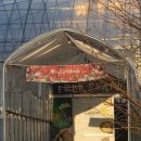 춘장 | 🎄 크리스마스 분위기 가득한 용인 애견놀이터 방문 후기｜춘장이랑 "허브펫하우스"