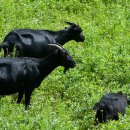 조선흑염소 이미지