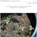 김병옥농장 | 직접 수확하여 개갑시킨 [인삼씨앗] 판매합니다~