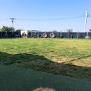 김포 보스독 이미지