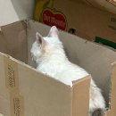 이룸외과동물병원 이미지