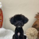 아미고 펫살롱 이미지