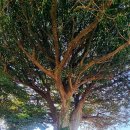 영평조록나무 이미지