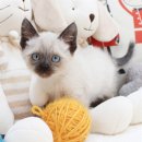 해피애견왕국 이미지