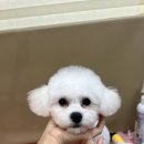 햇살애견미용실 이미지