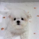 A. DOG(어독) 이미지