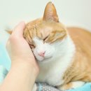 고냥이네 이미지