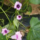 백록그집식당 이미지