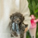 멍냥일번지 강아지분양고양이분양 의정부본점 | 강릉강아지분양 멍냥일번지에서 !!