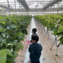 재님농장 | 서울근교 일산 아이와 딸기체험 후기 – 성연딸기농장, 35개월 쌍둥이 방문기