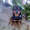 돼지의 족보 이미지