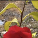 대승이네 이미지