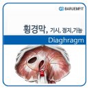 골반기저근,횡경막, 내내전근 이미지