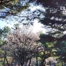 차령펠리스 이미지