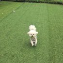 경주 별빛키즈 애견 풀빌라 이미지