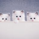 윌동물외상센터 이미지