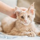 백석동물병원 이미지