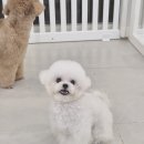 인천강아지분양 판도라독 가정분양 이미지