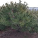 솔내음농장 이미지