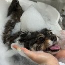 블루밍 펫 살롱 이미지