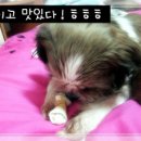 둥이
