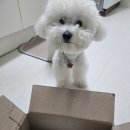 펫터 | 훈련용으로 좋은 강아지동결건조간식_펫터링요거트간식 급여후기