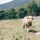 무등산양떼목장 이미지