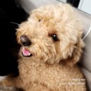 가마치통닭 여주오학점 이미지