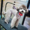 멍군애견 이미지