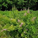꼬리조팝나무 이미지