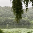 라임벨리 이미지