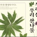 우리산 우리산나물, 오현식, 개미취, 뿌리잎자루, 솜털, 곤충, 산기슭, 화단, 수목원,고비, 고사리,생잎, 금낭화, 곤드레, 곤달비, 이미지