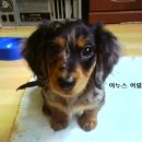 야누스 Daum카페