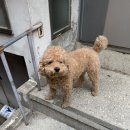 깍독깍dog 이미지