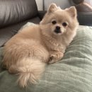 까르르멍멍 이미지