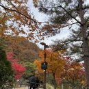 양지바른정비마당 | 2025년 가을 화담숲 방문 후기 (11월 8일 방문)｜단풍 절정! 취소표 후기