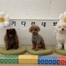 몽쉘댕댕 이미지