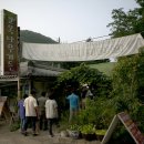 고목나무 이미지