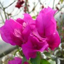 목화농원 이미지