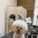 벤자민펫미용학원