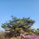 상두 | 가현산 진달래 개화상태, 가현산 카페 상두그레이, 가현산 맛집 히비식당 후기