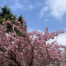 유엔기념공원주차장 | 부산 겹벚꽃 명소 유엔기념공원 주차장 꿀팁O (25.04.19)